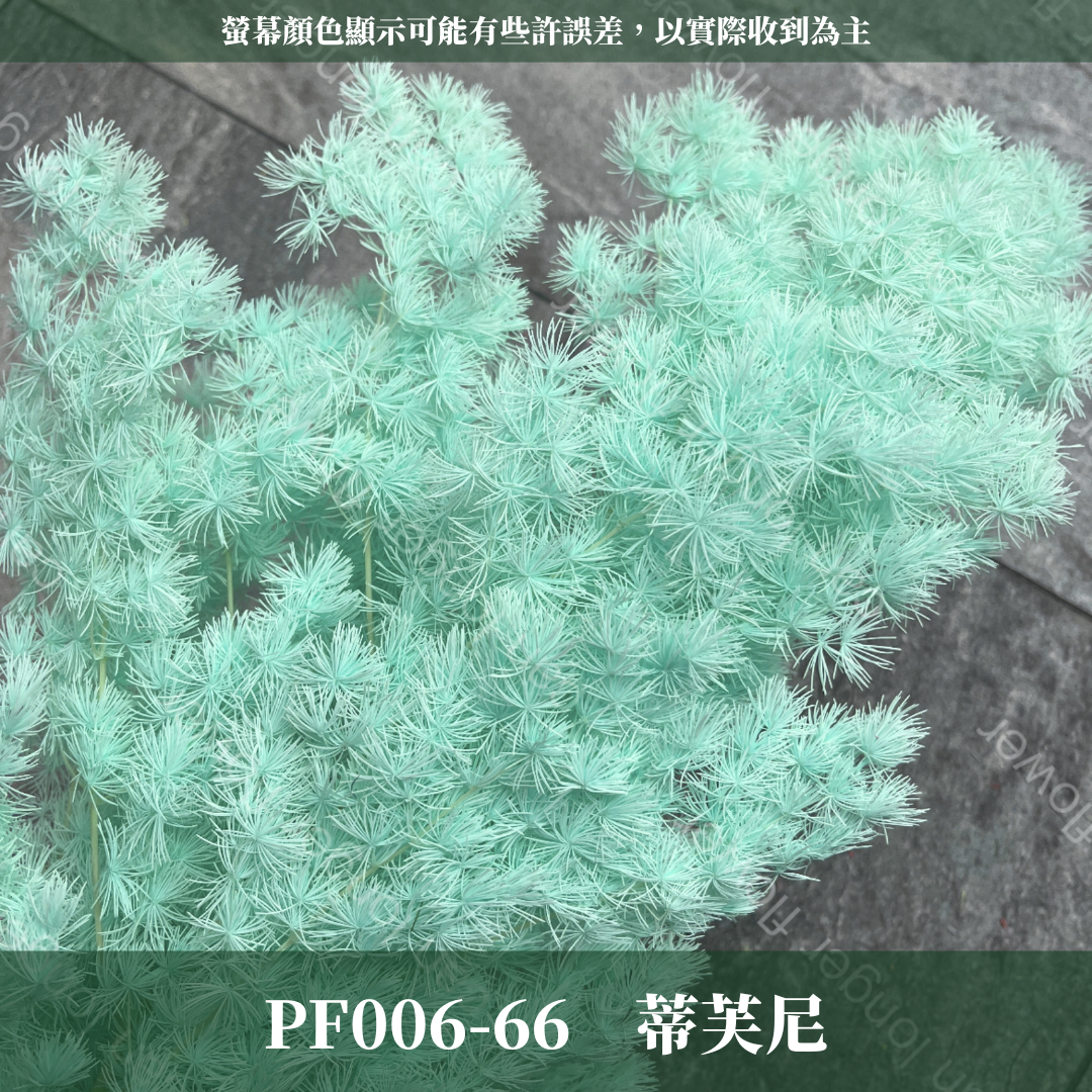 PF006 蓬萊松 台灣現貨