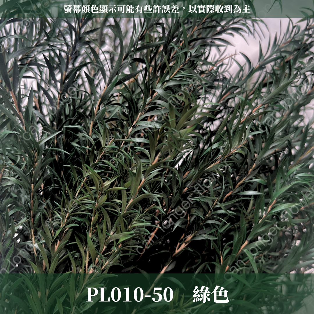 PL010 茶樹 茶樹葉 台灣現貨