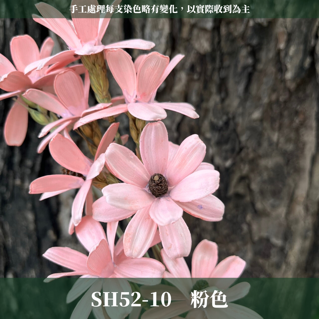 SH52 瓜子花 單朵 小份量  台灣現貨