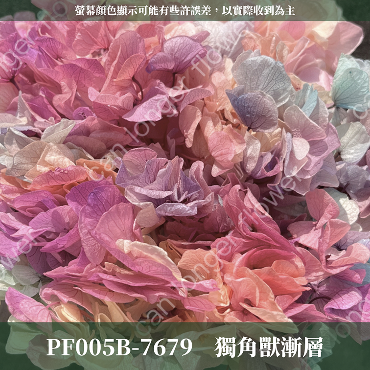 PF005B 大葉繡球 台灣現貨 繡球花 紫陽花 永生繡球 乾燥繡球