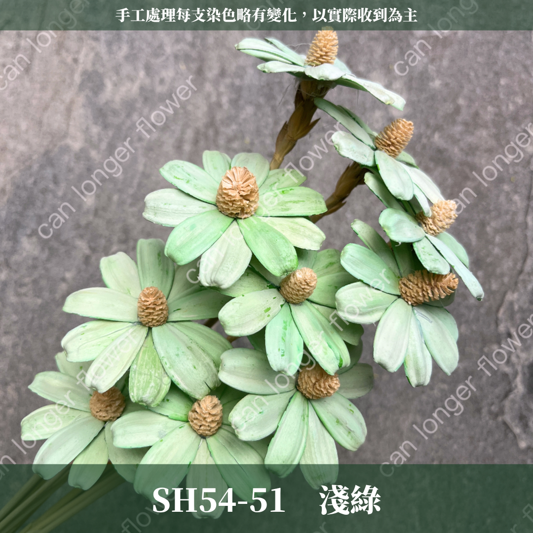 ✿ 台灣現貨 ✿ SH54 小雛菊 原裝 十支裝