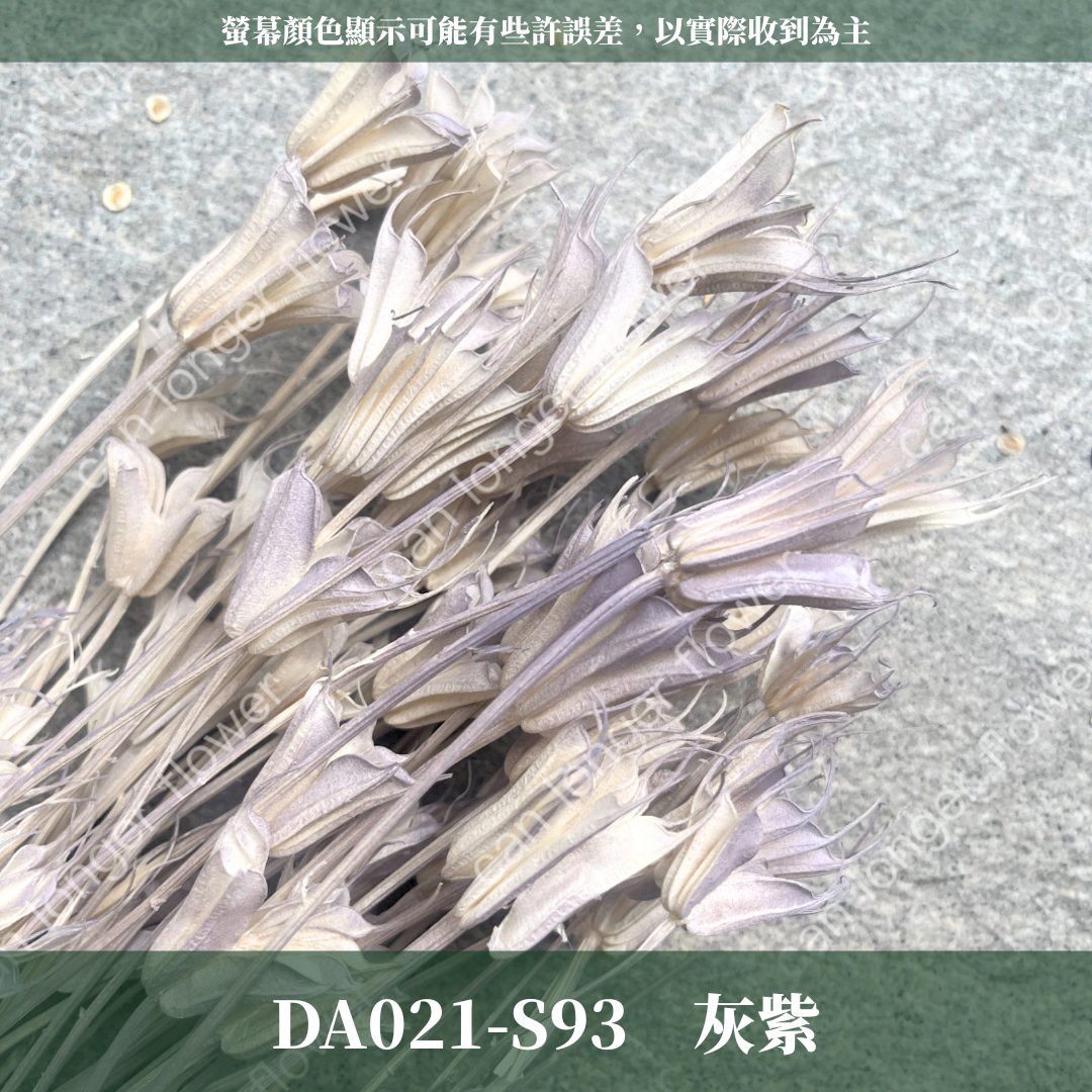 DA021 木百合 原裝 台灣現貨