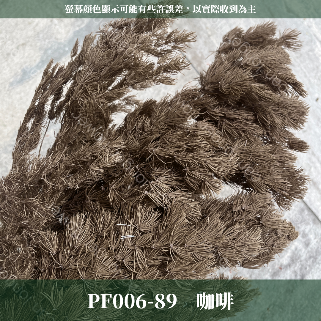 PF006 蓬萊松 台灣現貨