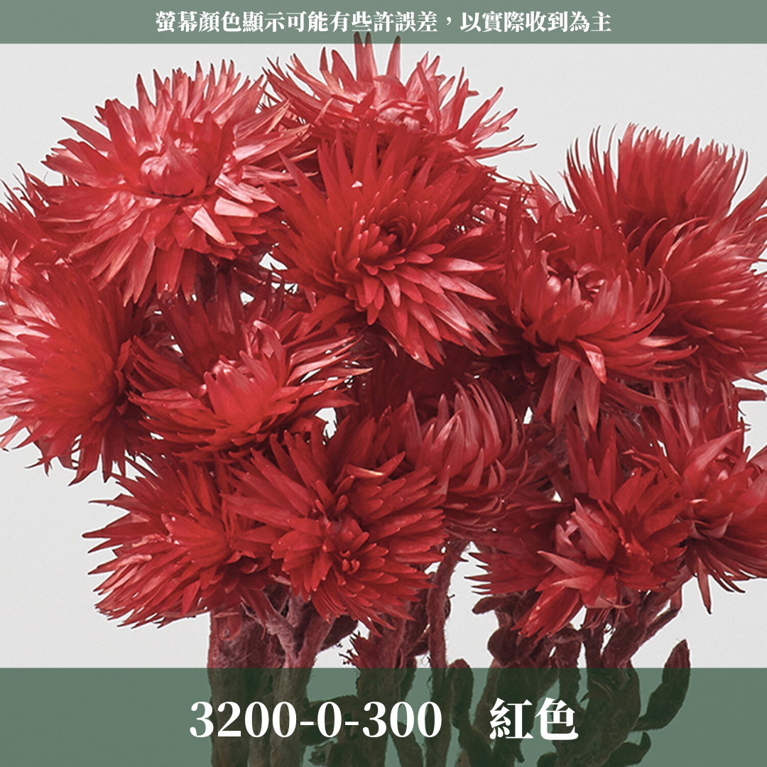 3200-0 日本旱雪蓮 シルバーデージー 日本大地農園 25g 原裝 日本進口