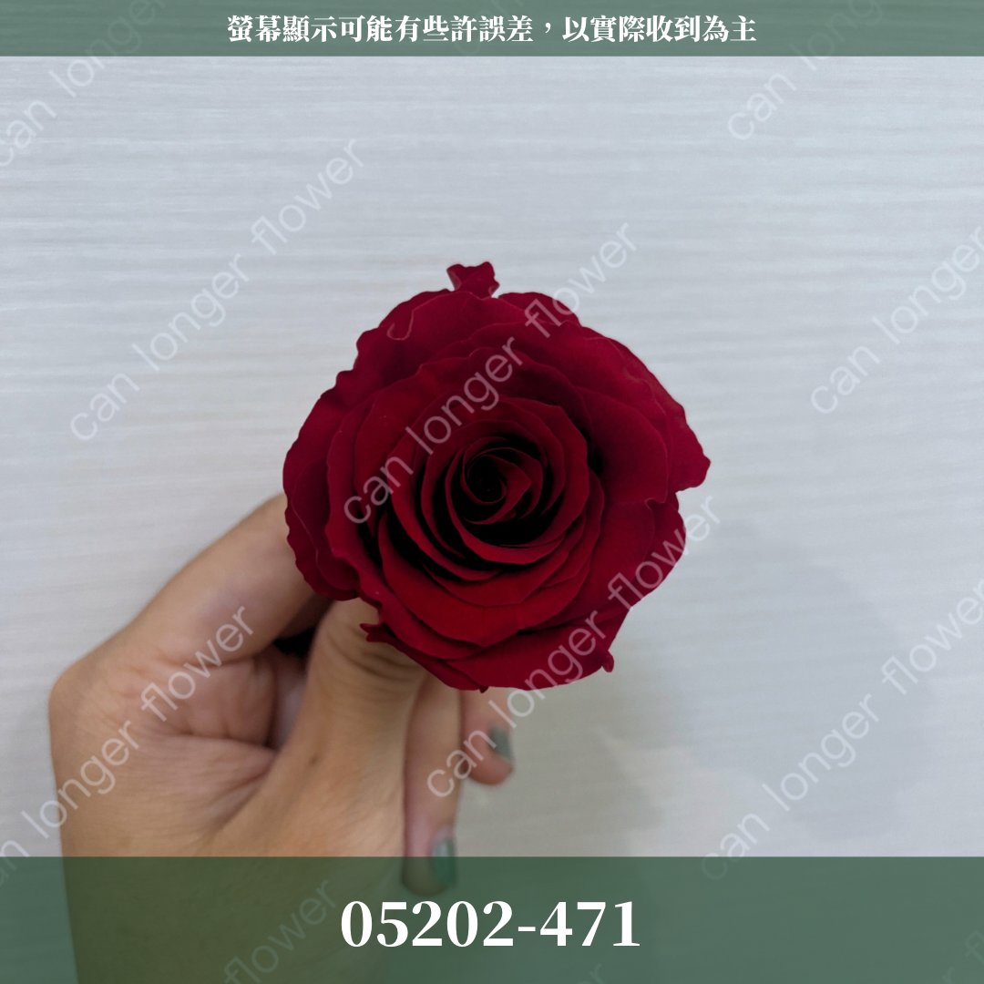 05202 大玫瑰