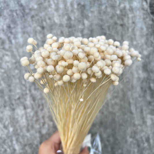 30150迷你鈕扣菊