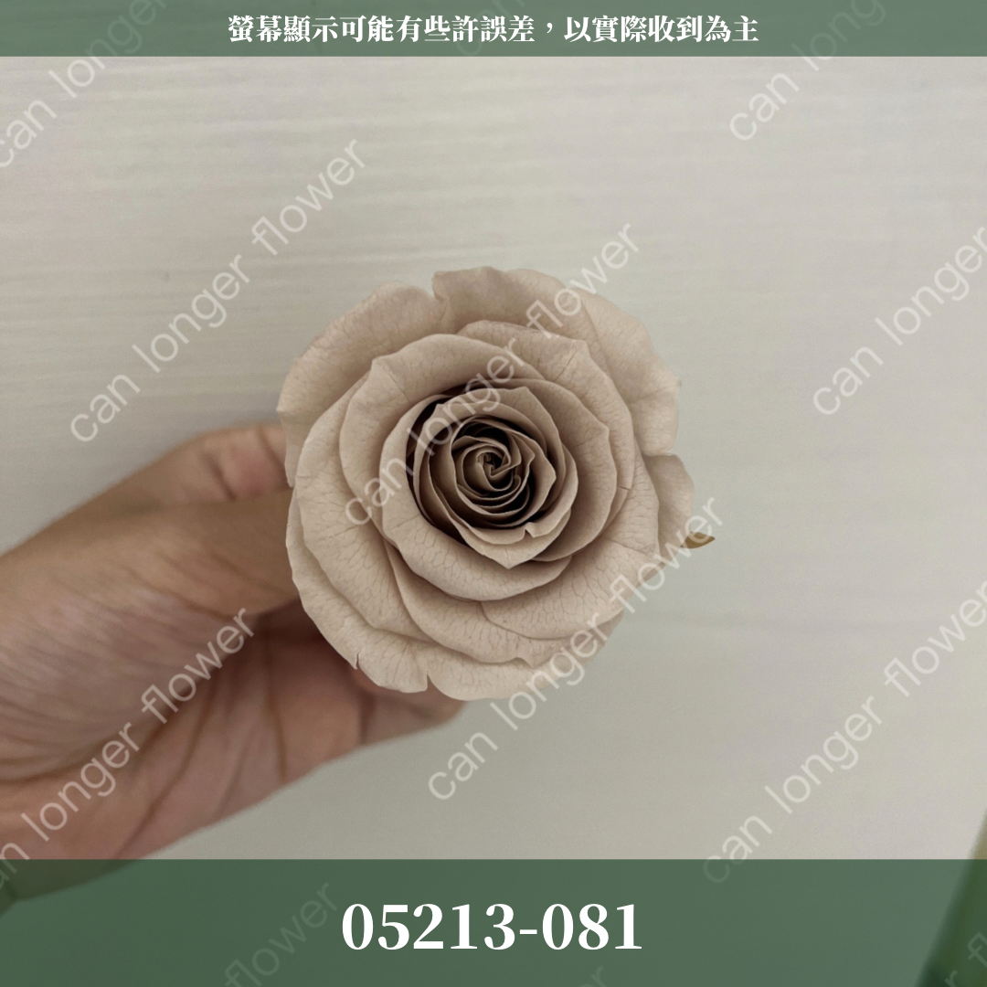 05202 大玫瑰