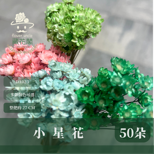 DA023 原裝乾燥小星花 巴西小星花 小雛菊 繁星花
