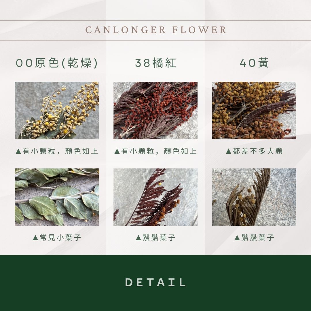 DA046 金合歡 台灣現貨