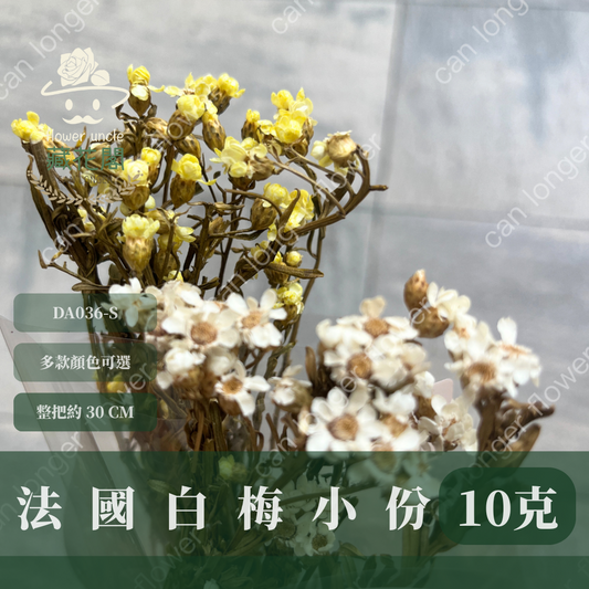 DA036-S 法國白梅(約10克) 小份量