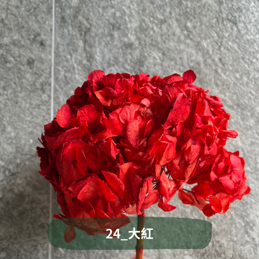 ✿ 台灣現貨 ✿  PF005B大葉繡球