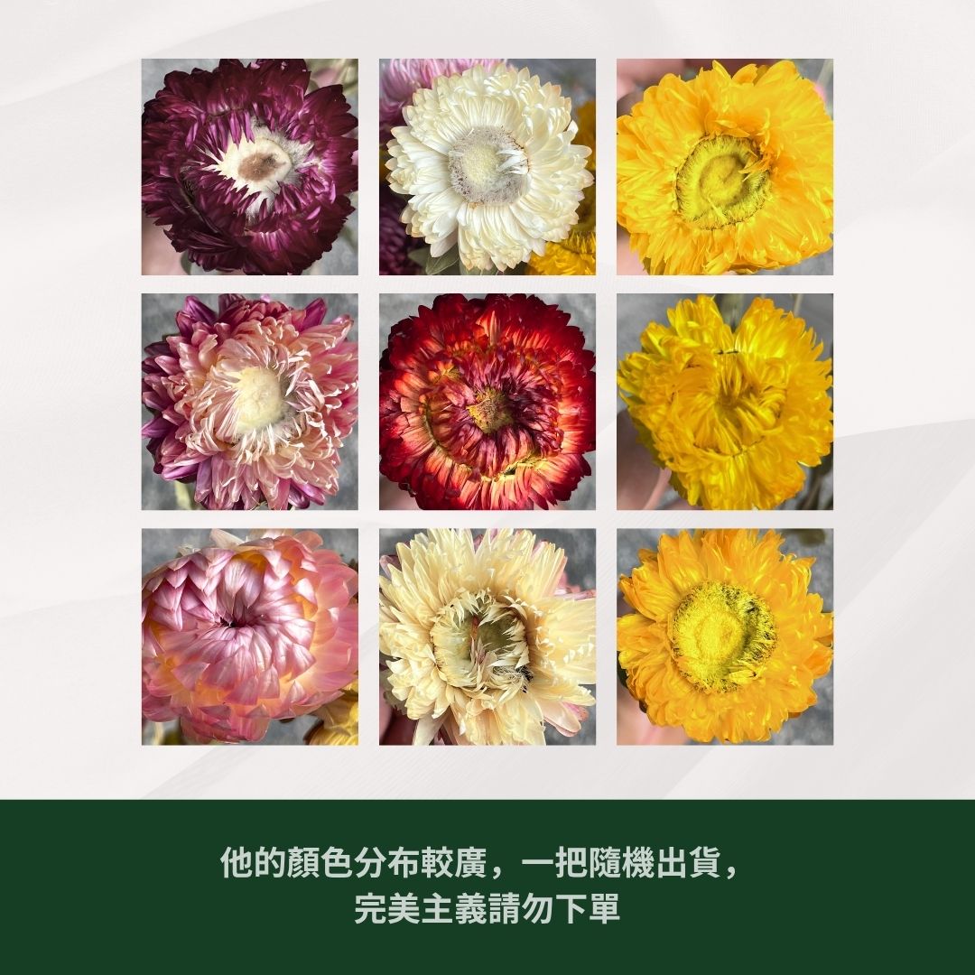 DA037 麥桿菊 原裝約15頭 台灣現貨