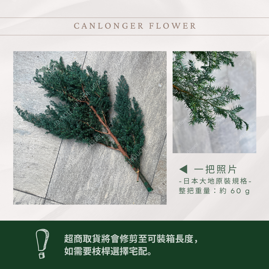 01321 雪松  日本大地農園 永生雪松 ヒムロスギ 日本雪松