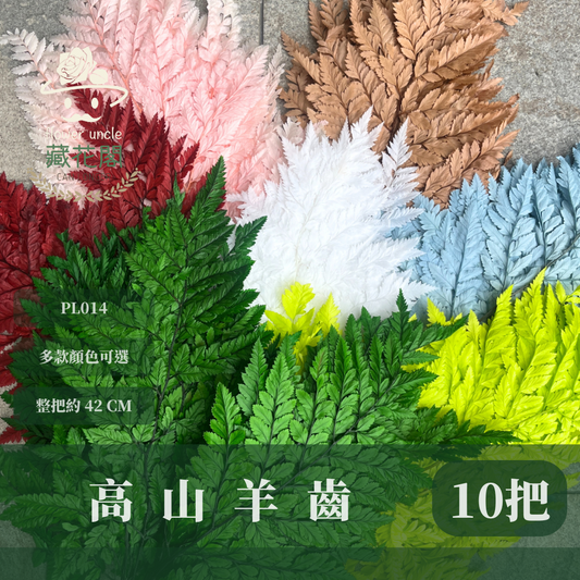 PL014 原裝高山羊齒 姬蕨葉 碗蕨 台灣現貨