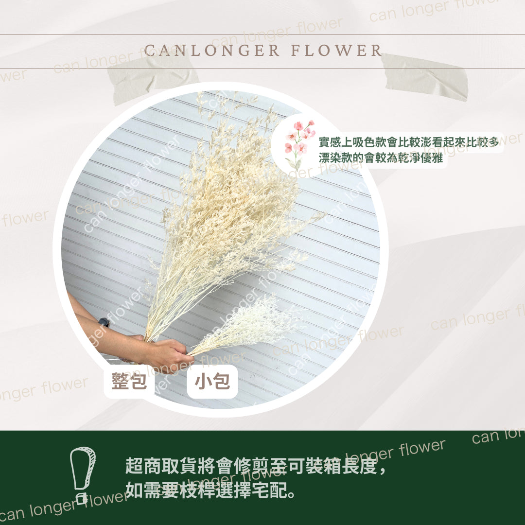 ✿ 台灣現貨 ✿ PF004 卡斯比亞/情人草