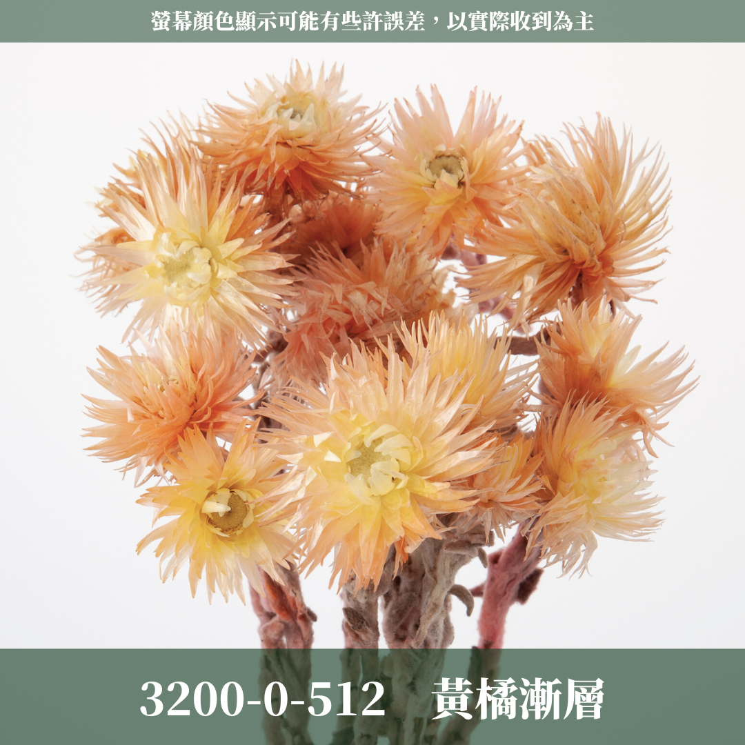 3200-0 日本旱雪蓮 シルバーデージー 日本大地農園 25g 原裝 日本進口