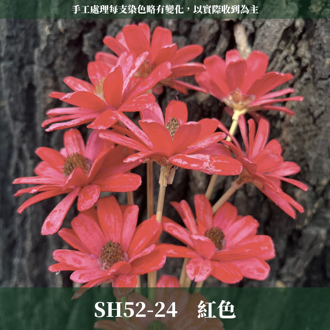 SH52 瓜子花 原裝 10支裝 台灣現貨