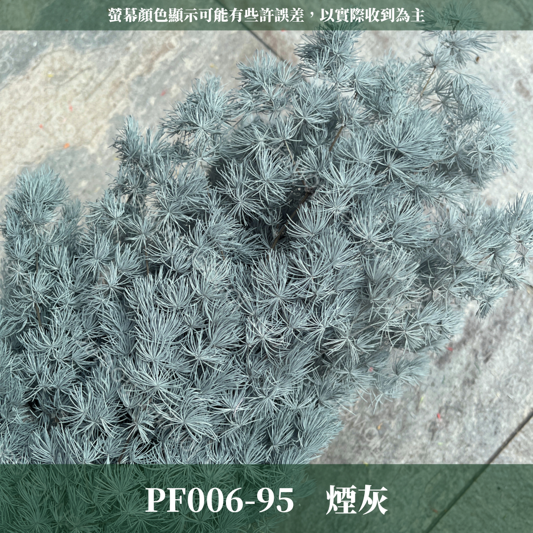 PF006 蓬萊松 台灣現貨