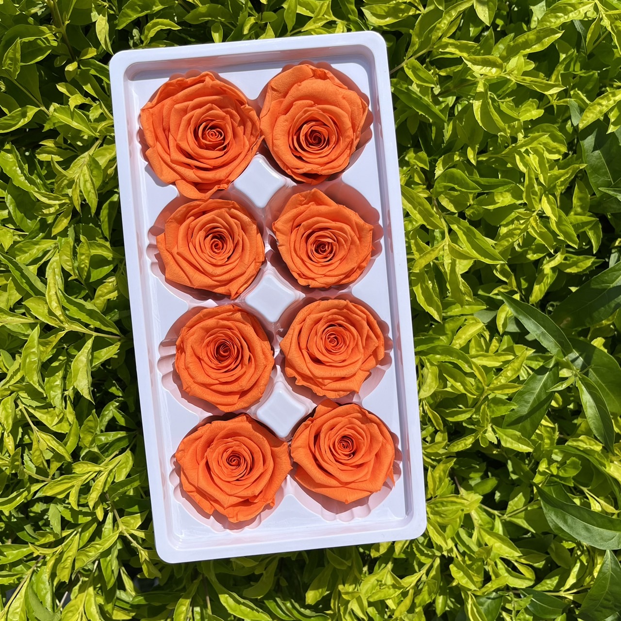 R08 八輪玫瑰