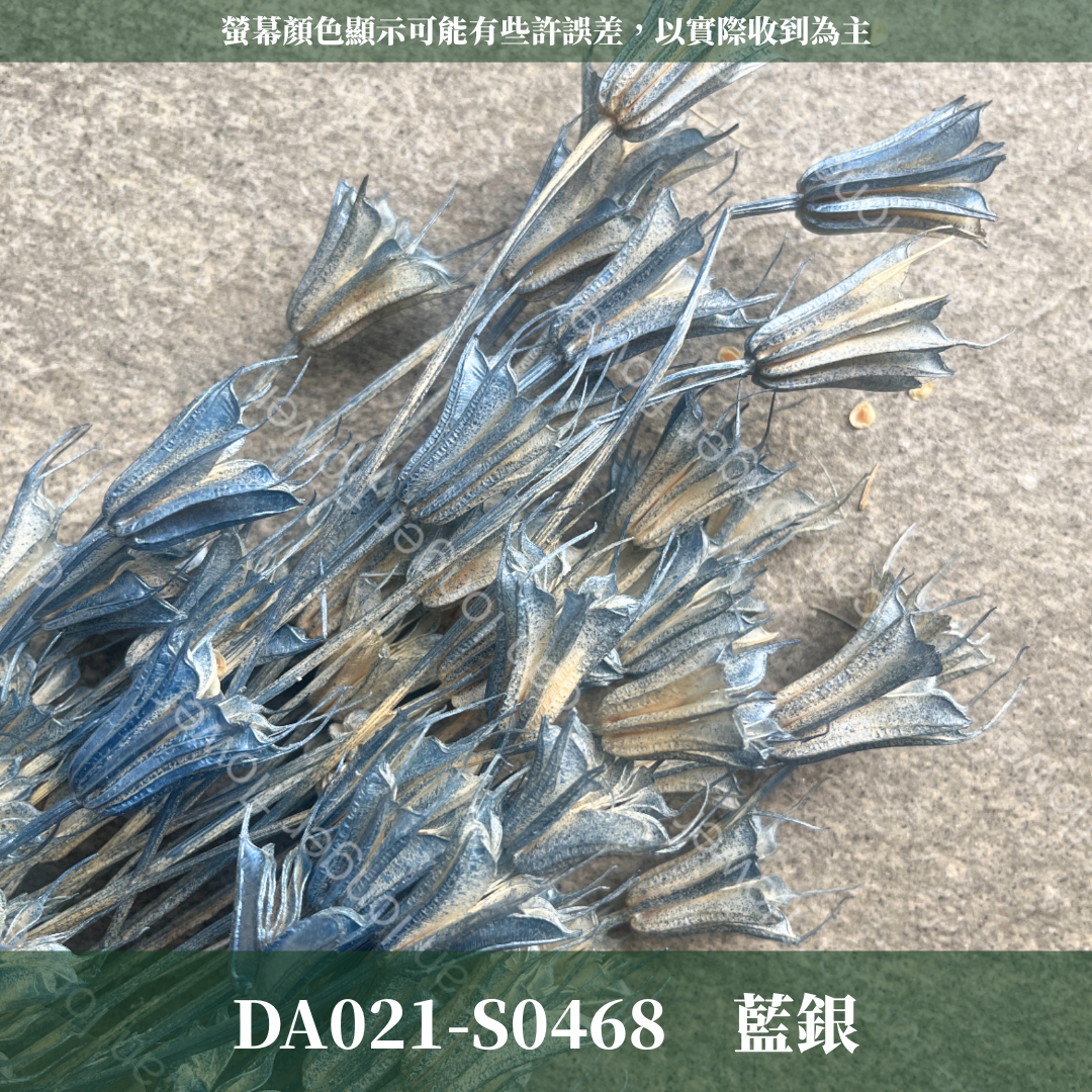 DA021 木百合 原裝 台灣現貨