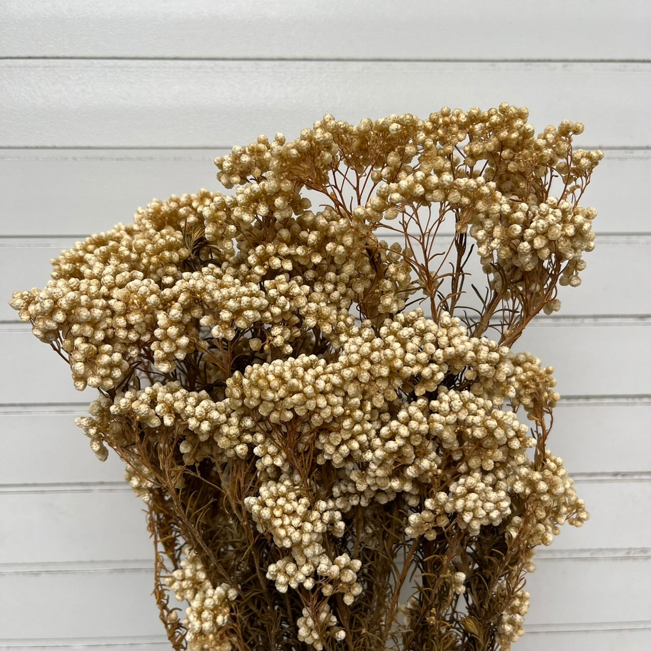 【台灣現貨】PA004米香 水稻花 小米花 永生 花瓶插花保鮮花 拍攝拍照背景 婚禮小物 居家佈置