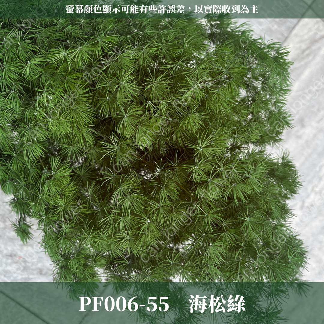 PF006 蓬萊松 台灣現貨