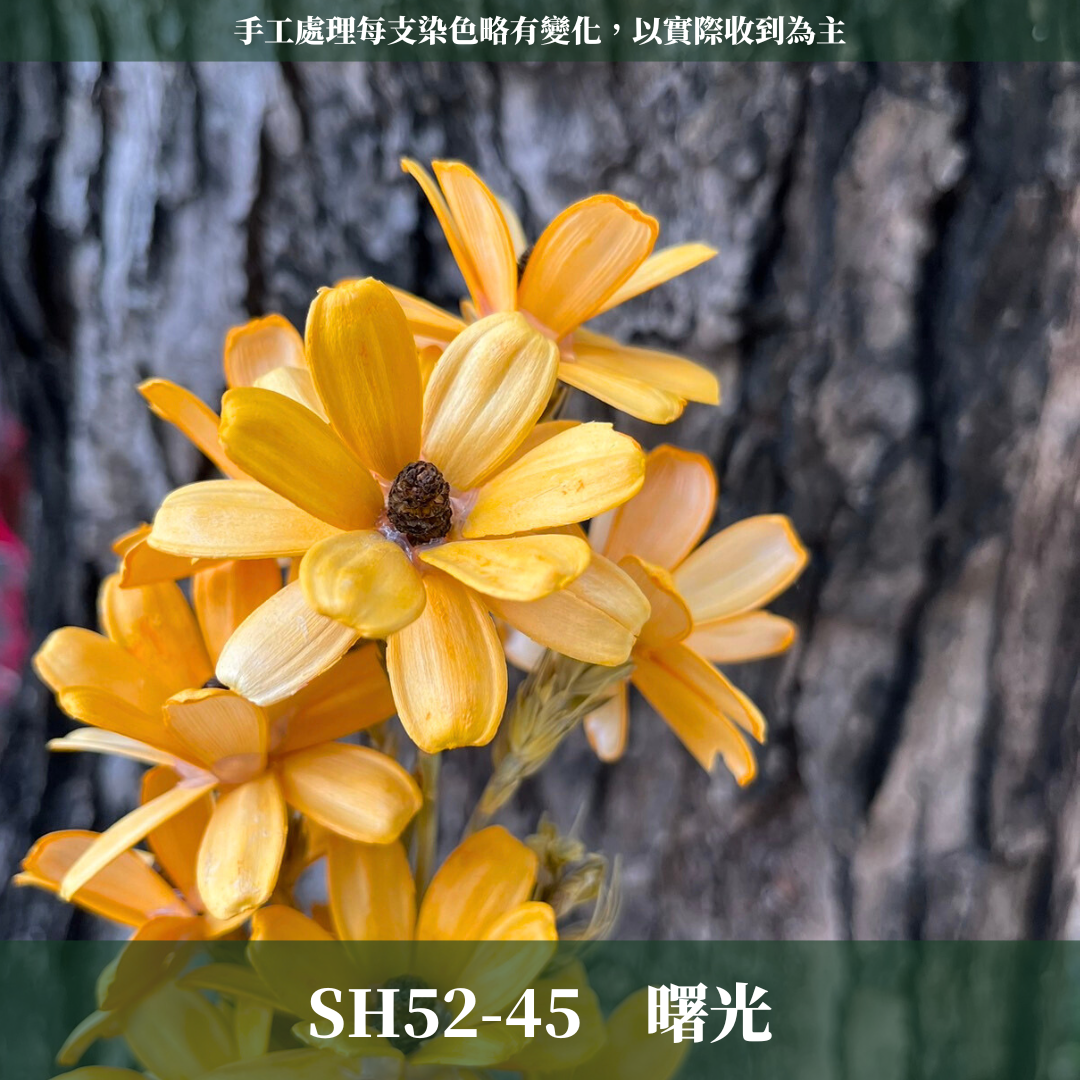 SH52 瓜子花 原裝 10支裝 台灣現貨