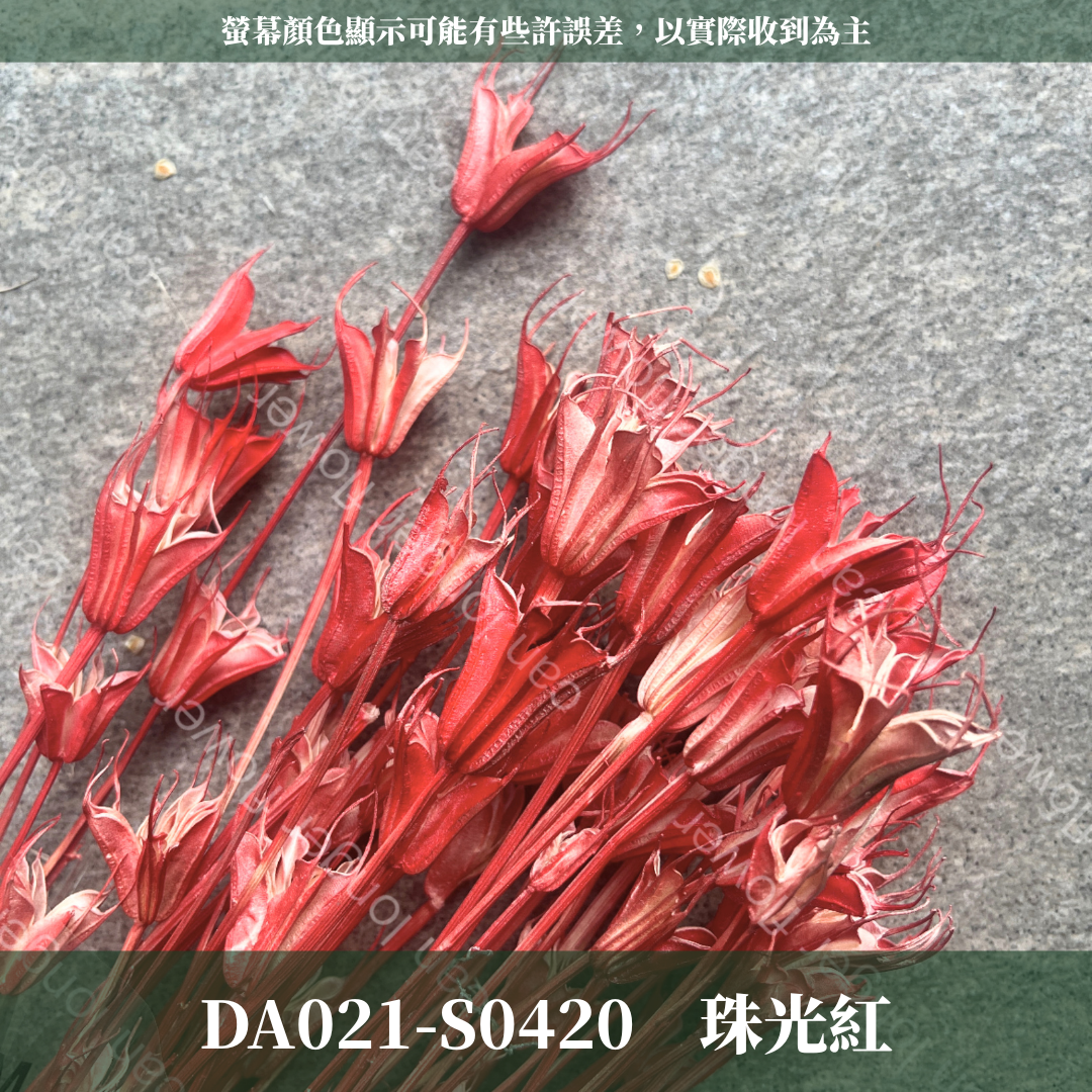 DA021 木百合 原裝 台灣現貨