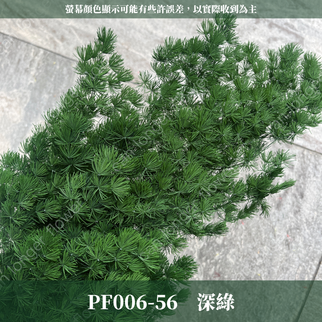PF006 蓬萊松 台灣現貨