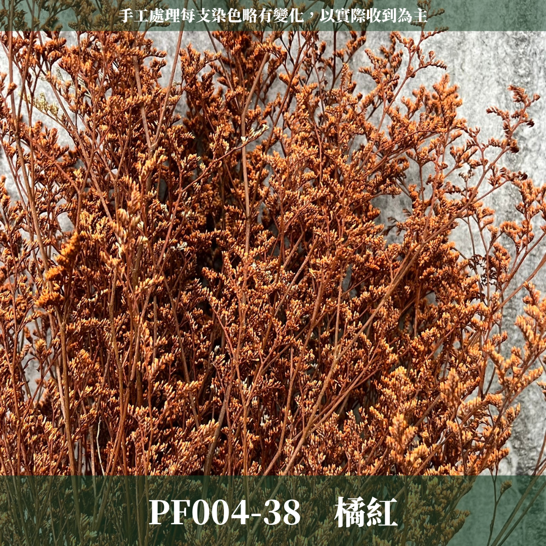 PF004 卡斯比亞/情人草 原裝 台灣現貨