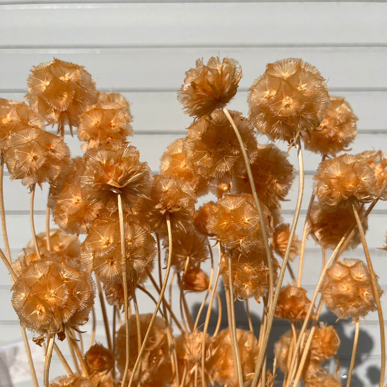 【台灣現貨】PA045s松蟲果 松蟲草 風車果 星芒松蟲 草星花 輪峰菊 永生 小份 DIY插花盆花