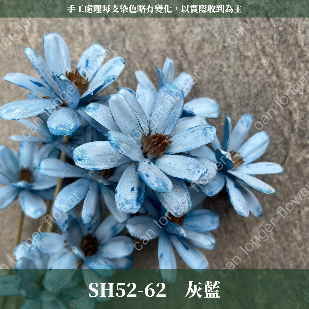 SH52 瓜子花 單朵 小份量  台灣現貨