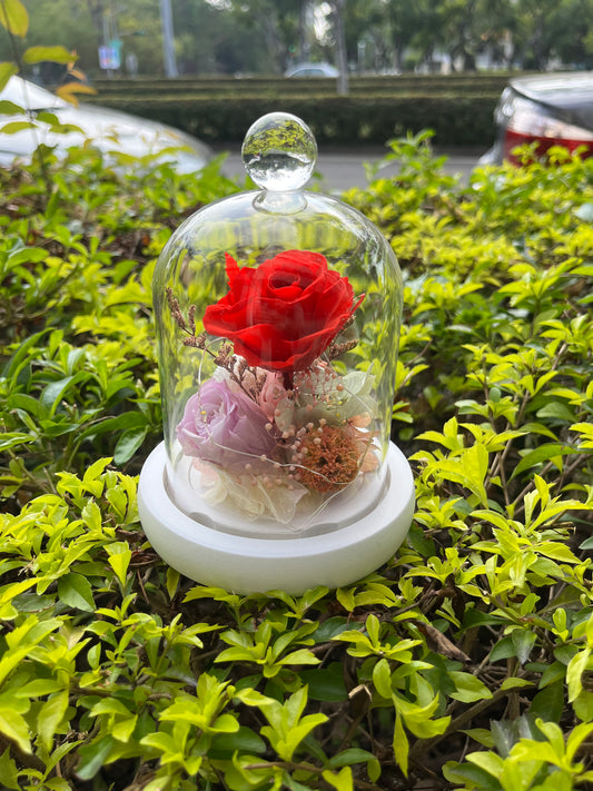 gift-g008永生花小罩盅s