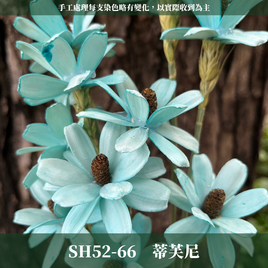 SH52 瓜子花 單朵 小份量  台灣現貨