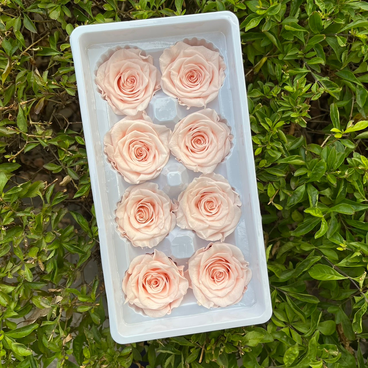 ✿ 台灣現貨 ✿ R08 永生玫瑰 4-5cm 原裝 8朵裝 永生花