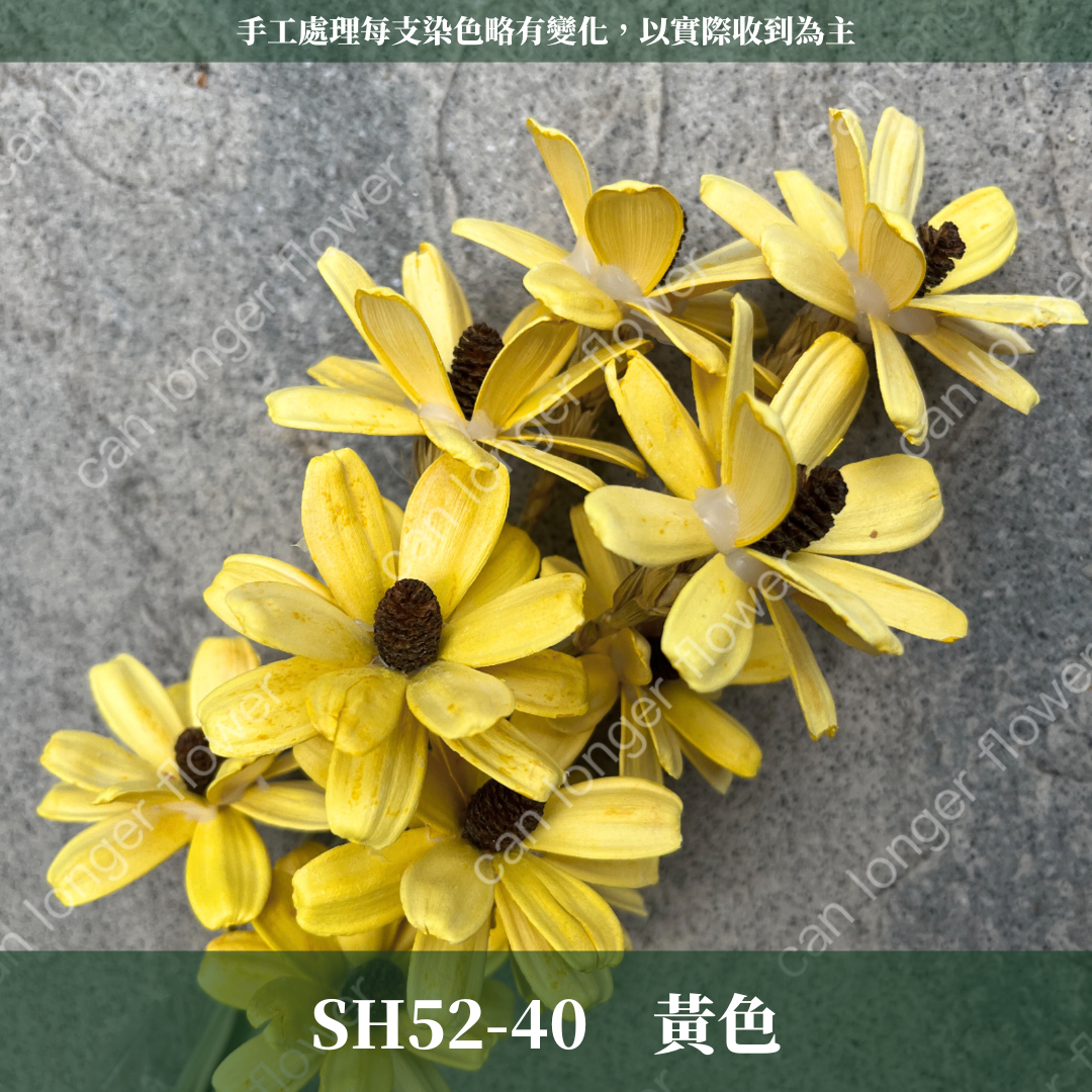 SH52 瓜子花 原裝 10支裝 台灣現貨
