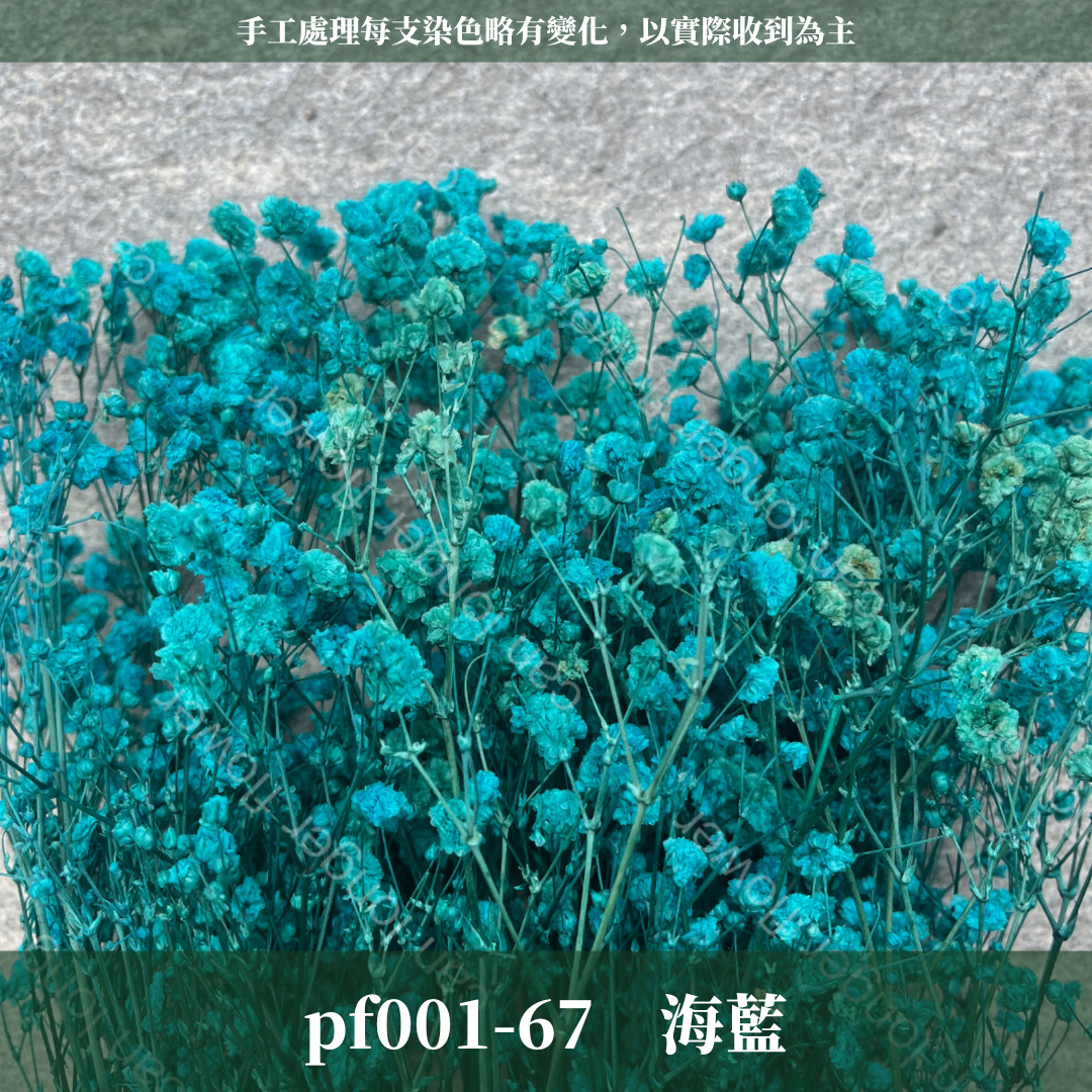 pf001 滿天星 台灣現貨