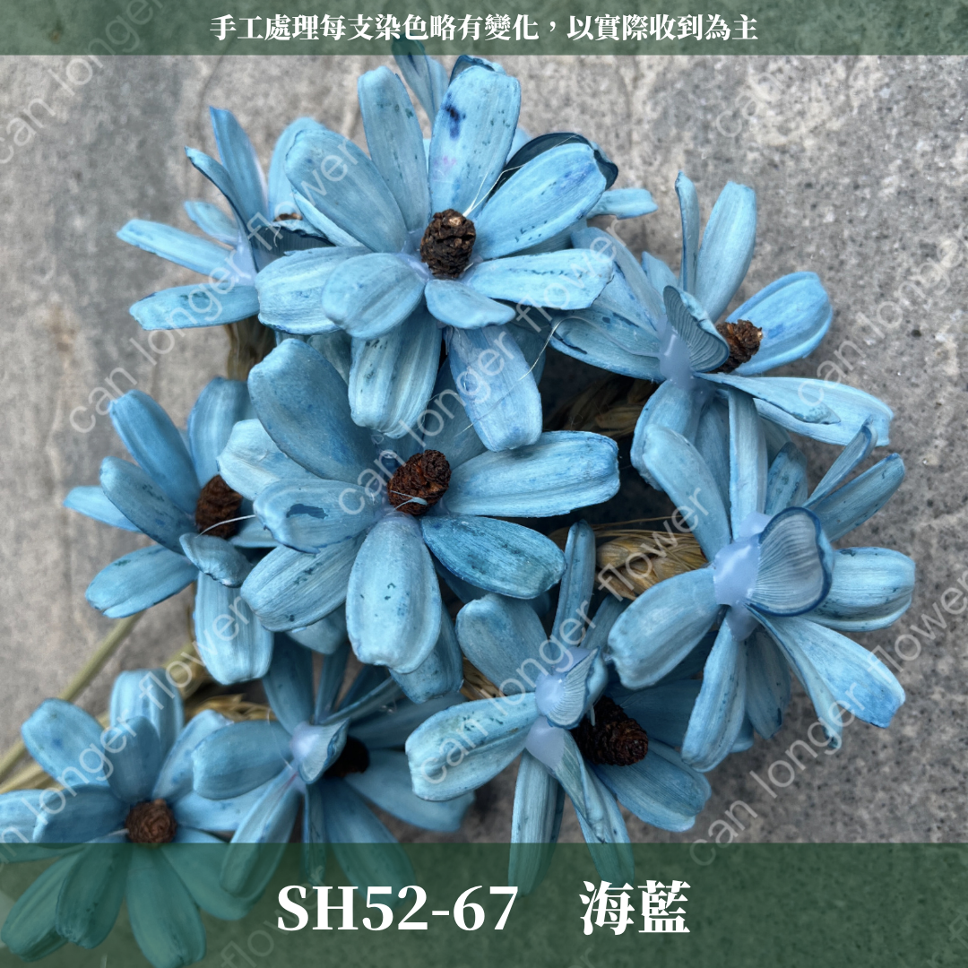 SH52 瓜子花 單朵 小份量  台灣現貨