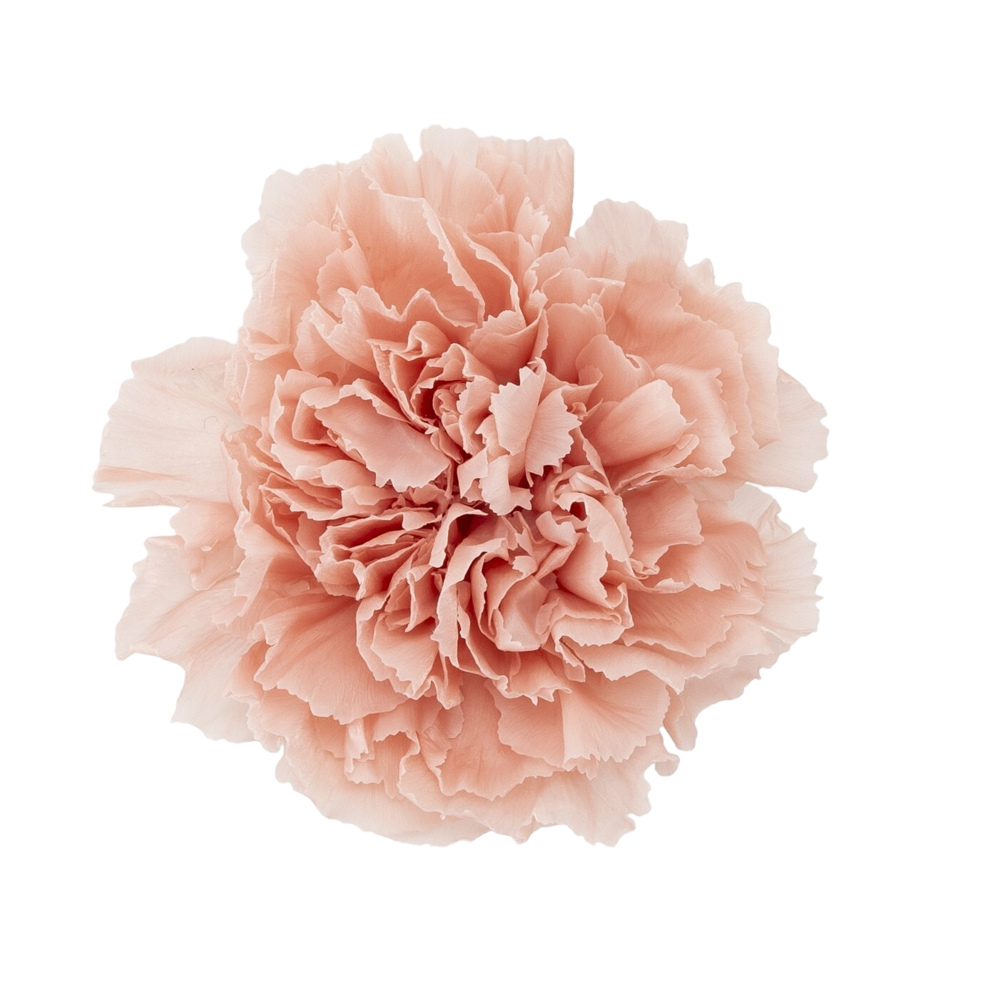✿ 台灣現貨 ✿ 花大伯 日本大地農園 02380 康乃馨5~6.5cm 8朵裝 原裝 款式色彩齊全 不凋主花