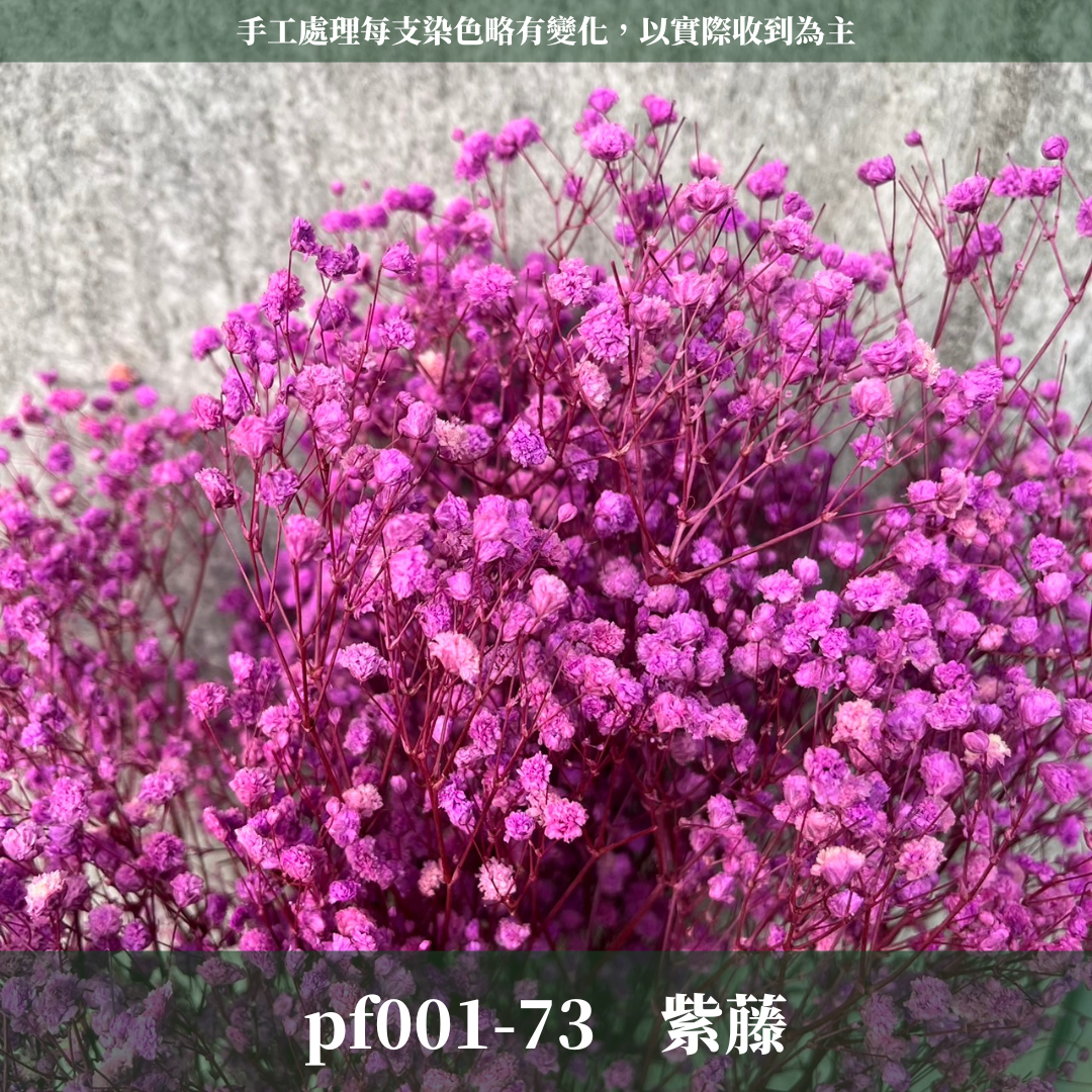 pf001 滿天星 台灣現貨