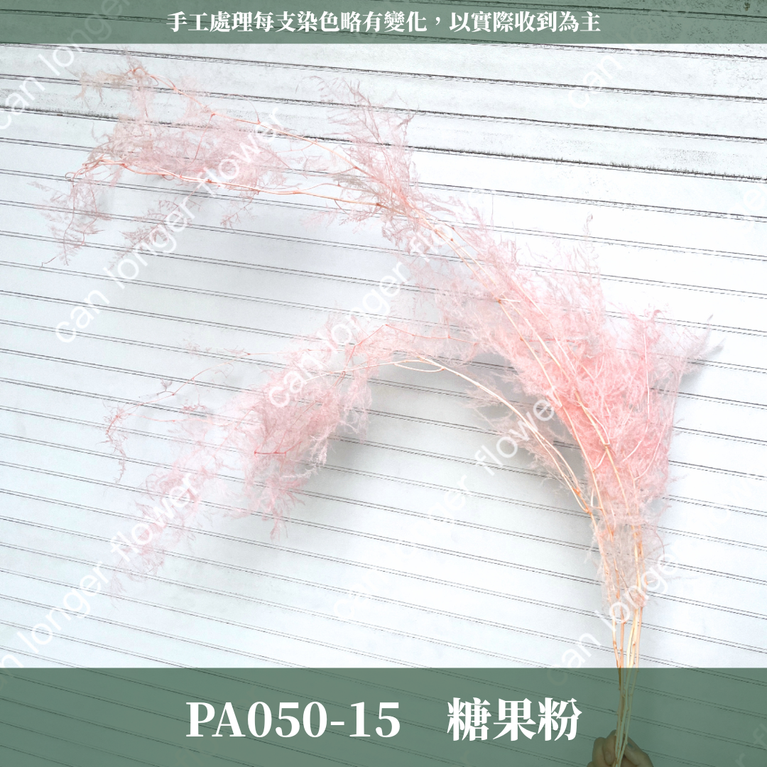 PA050 文竹 原裝
