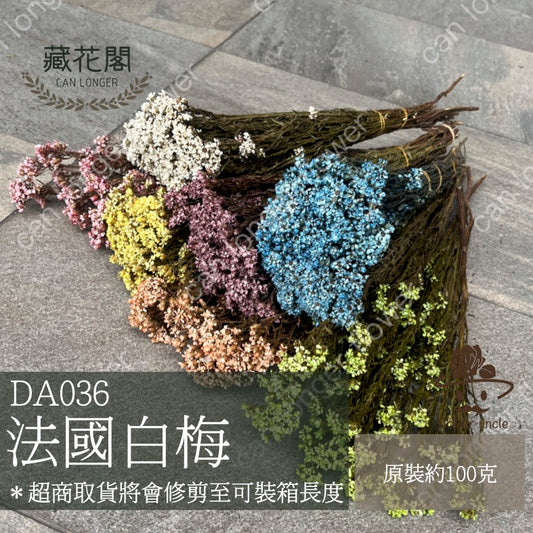 ✿ 台灣現貨 ✿  DA036 法國白梅 (約80克)