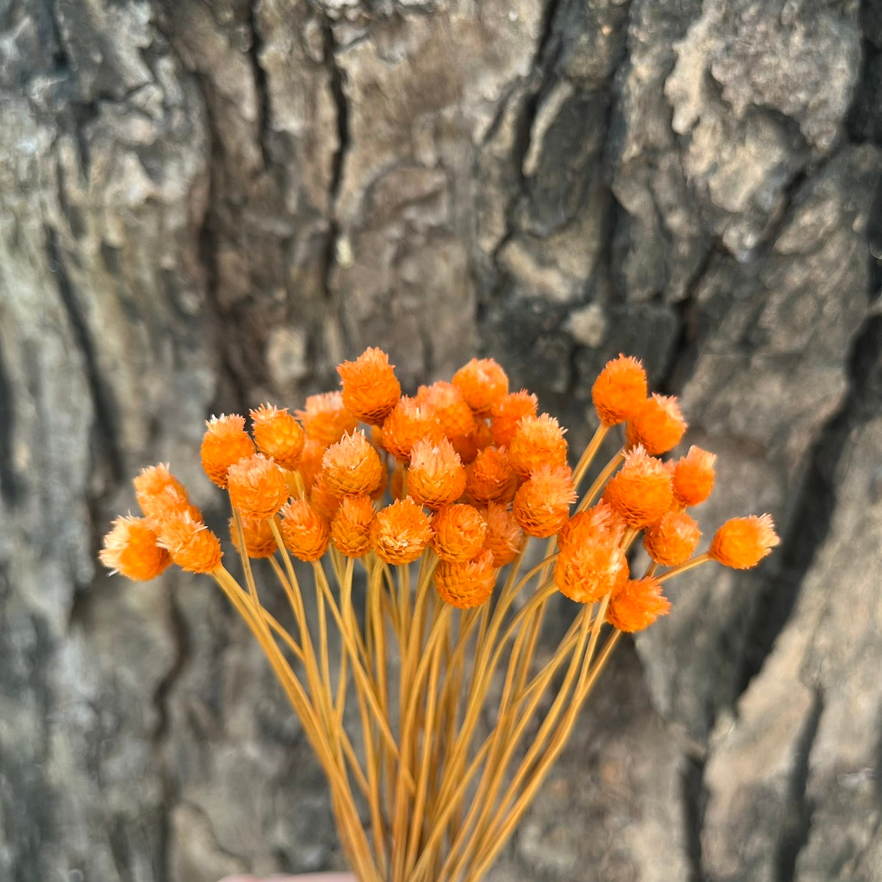 【台灣現貨】DA051巴西快樂花 巴西小菊 乾燥花 原裝/小份量 迷你小花 DIY乾燥花 拍攝道具 家居裝飾