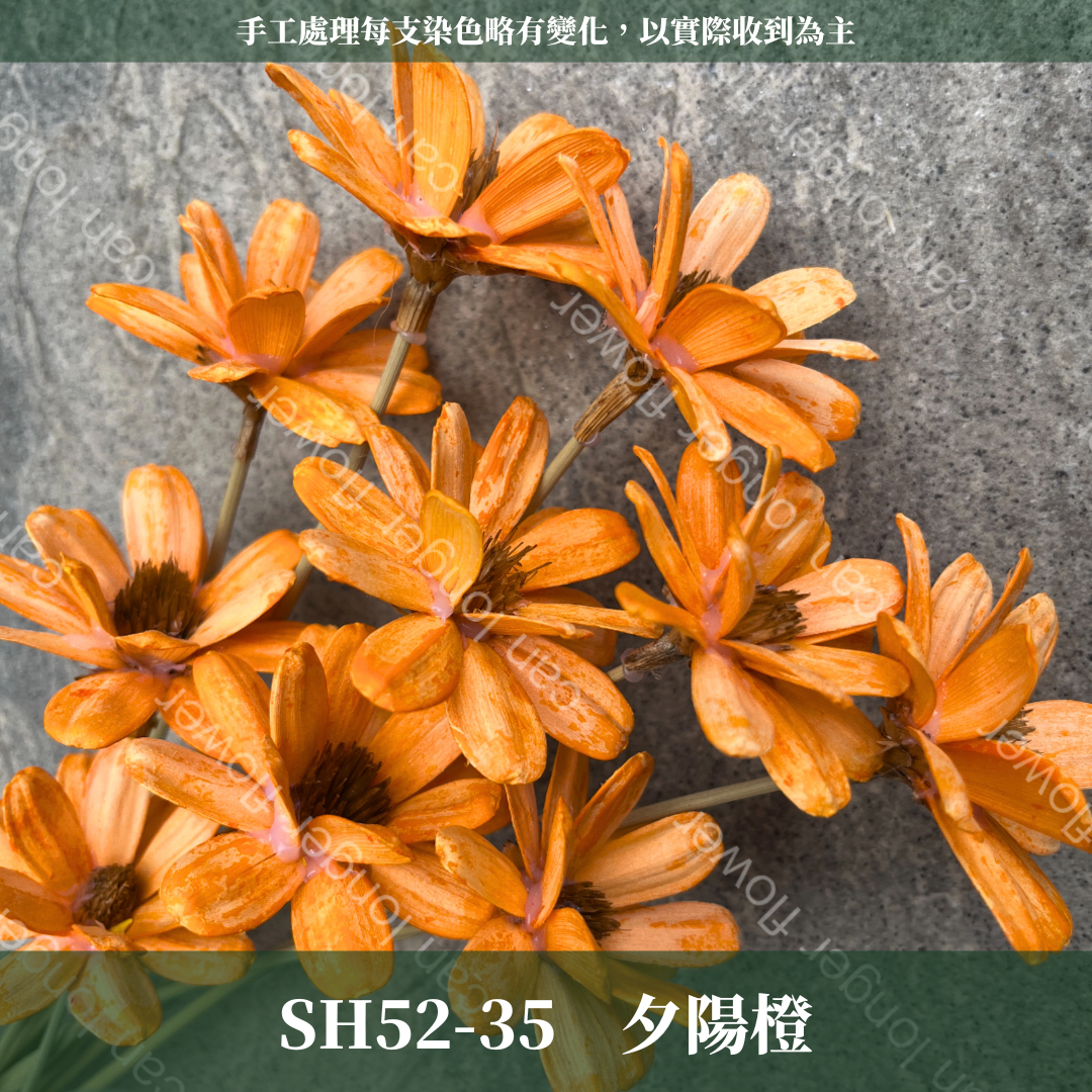 SH52 瓜子花 原裝 10支裝 台灣現貨