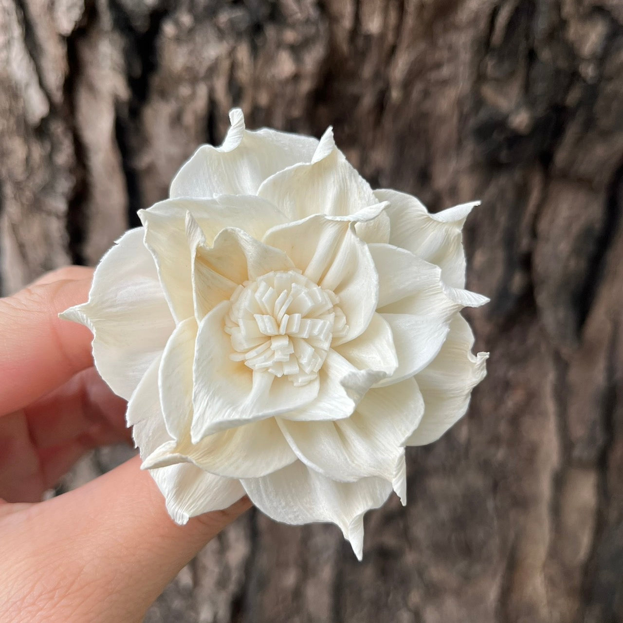 ✿ 台灣現貨 ✿ S-U 索拉花 6CM 通草花 擴香花