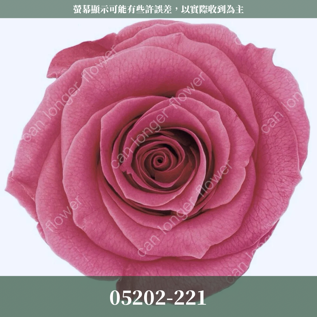 05202 大玫瑰