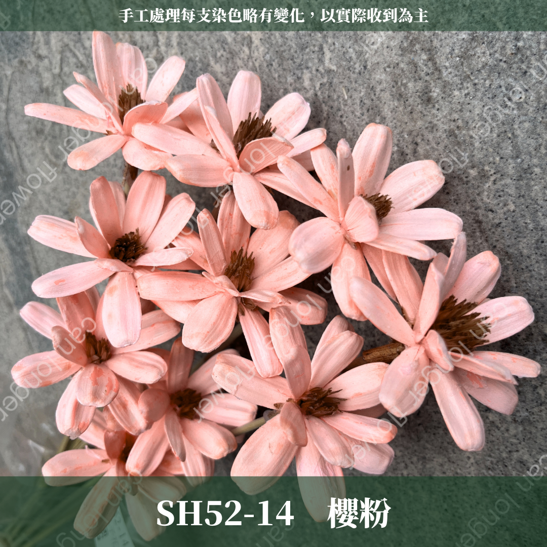 SH52 瓜子花 單朵 小份量  台灣現貨