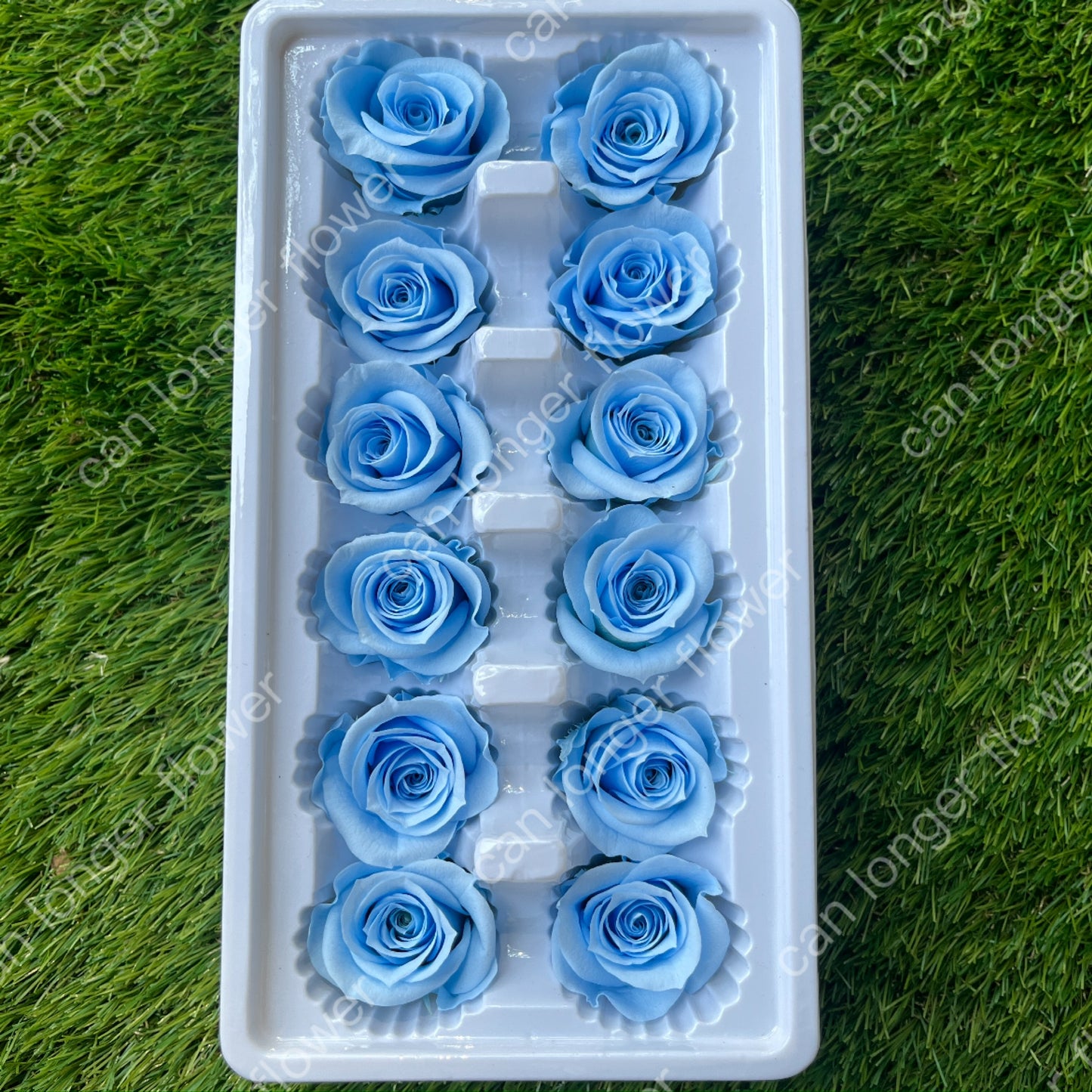 R12 十二輪玫瑰