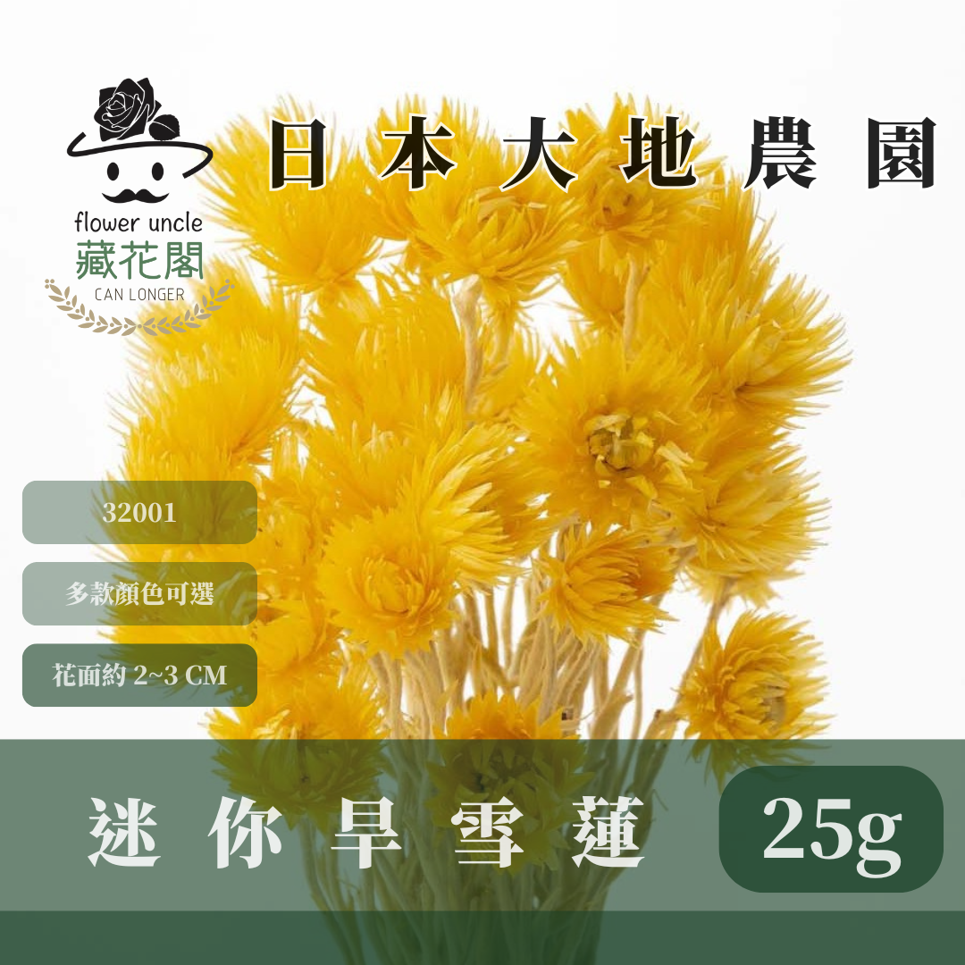 3200-1 日本迷你旱雪蓮 ミニシルバーデージー 日本大地農園 25g 原裝 日本進口