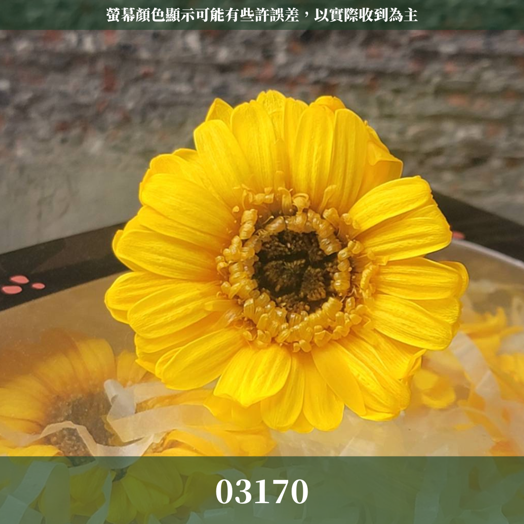 03170 非洲菊 日本大地農園 台灣現貨